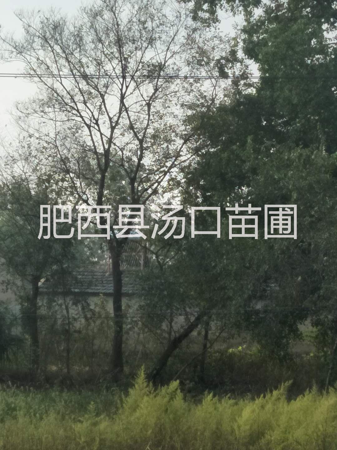 安徽全冠大樸樹20公分23公分25公分28公分30公分價格