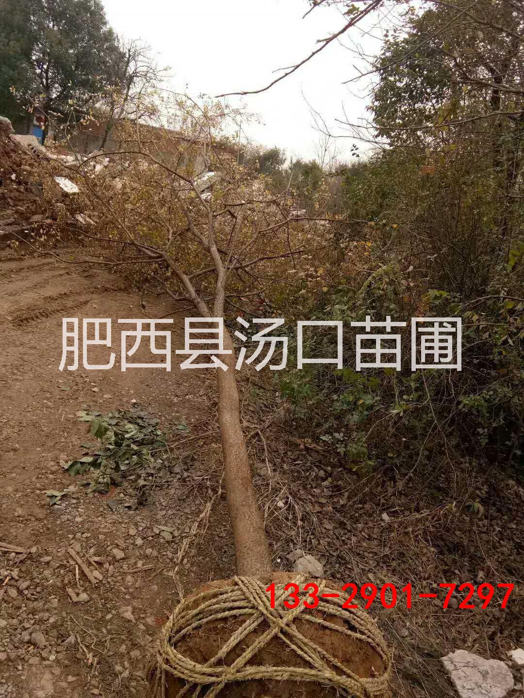 安徽大全冠榔榆20公分25公分30公分28公分22公分價格