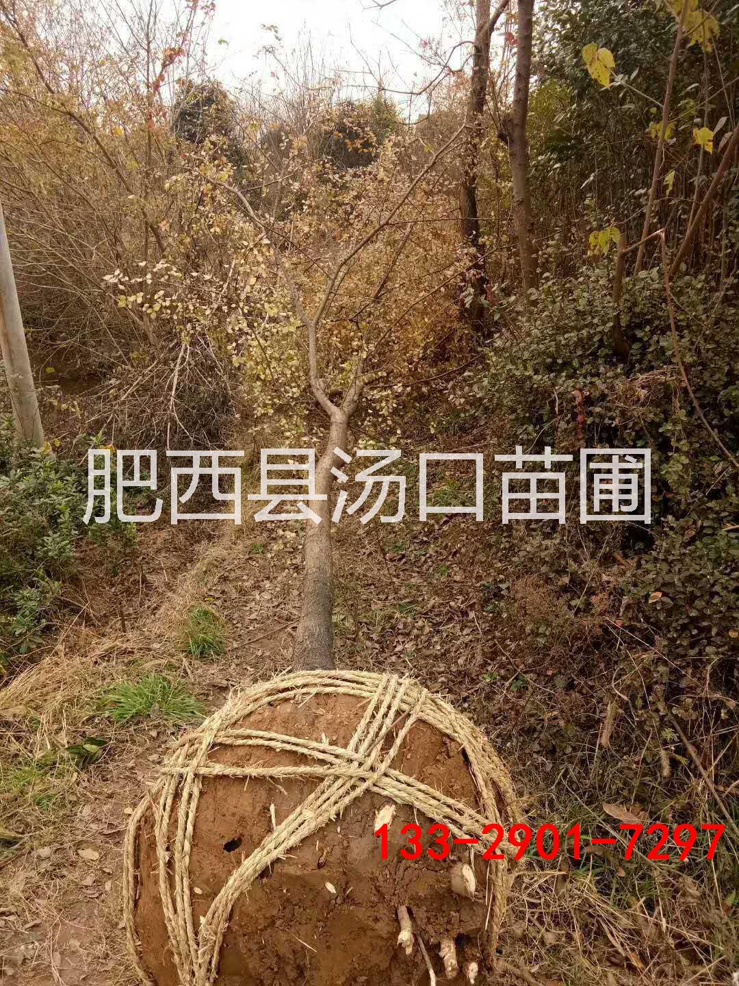 安徽大全冠榔榆20公分25公分30公分28公分22公分價格