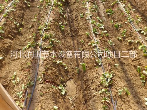 石家莊大棚草莓灌溉滴灌管價(jià)格