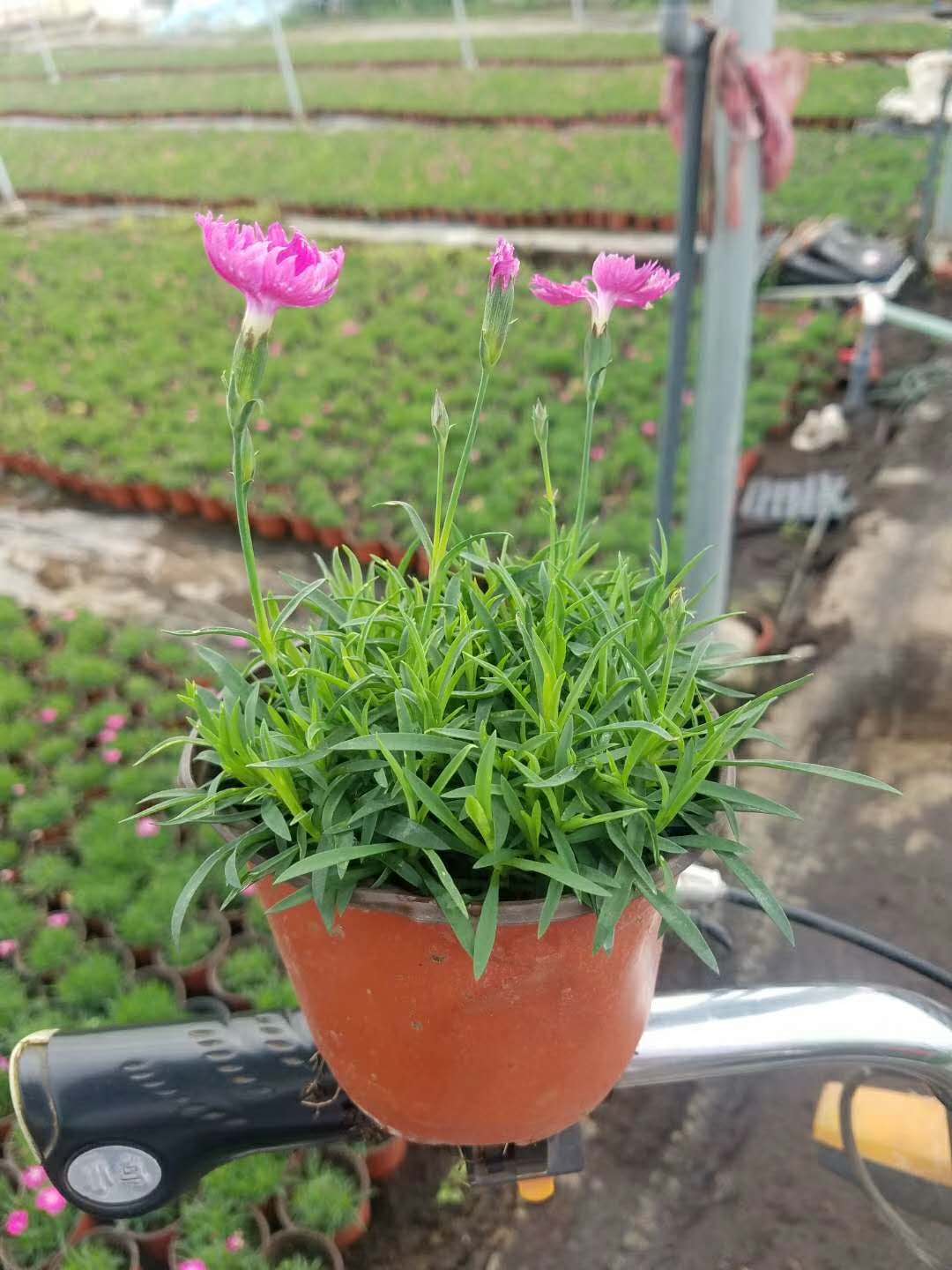 霜降之后開花的植物有哪些冬季草花種類 冬季花壇常用花卉茗茜花卉基地
