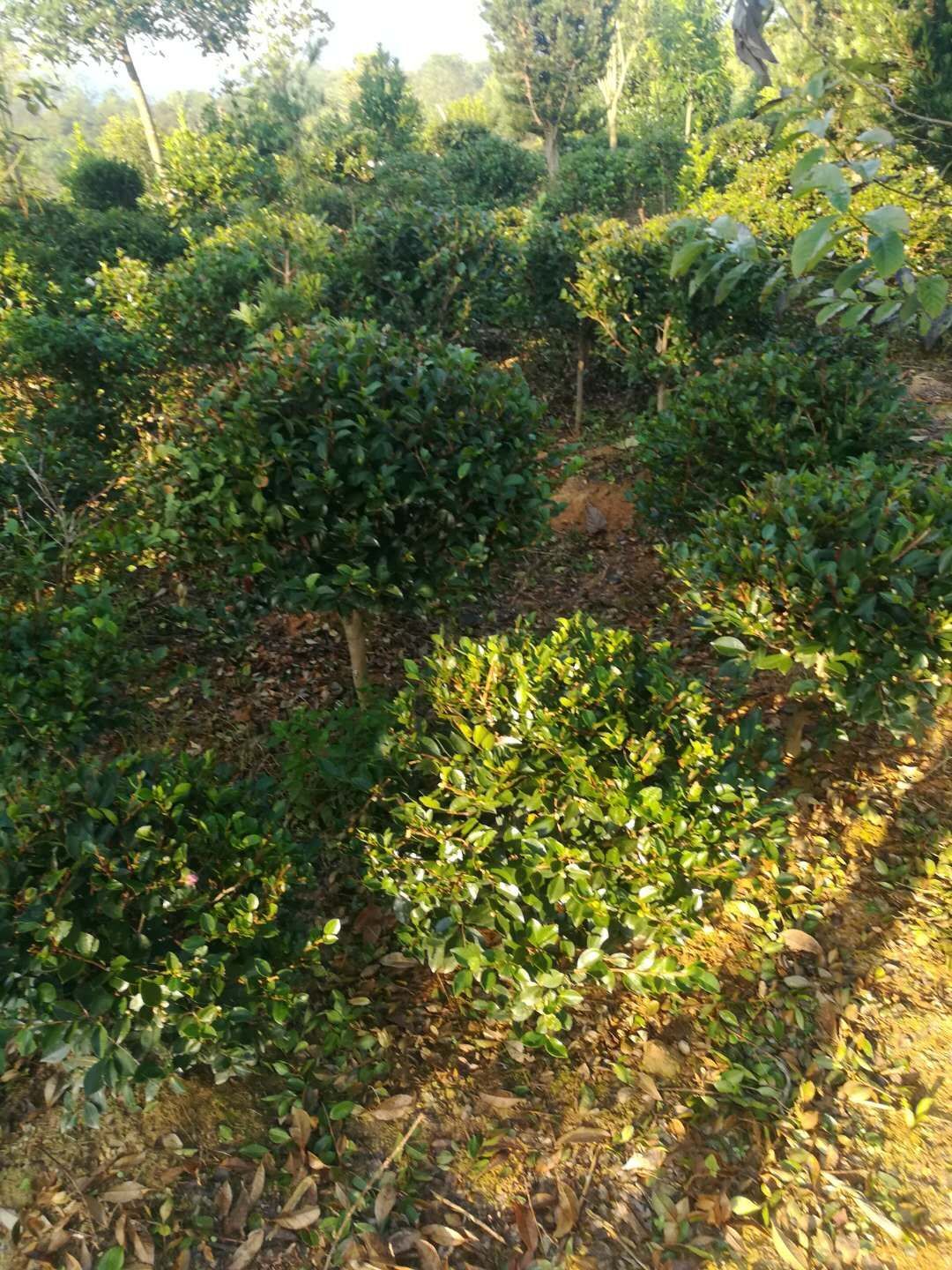 茶梅
