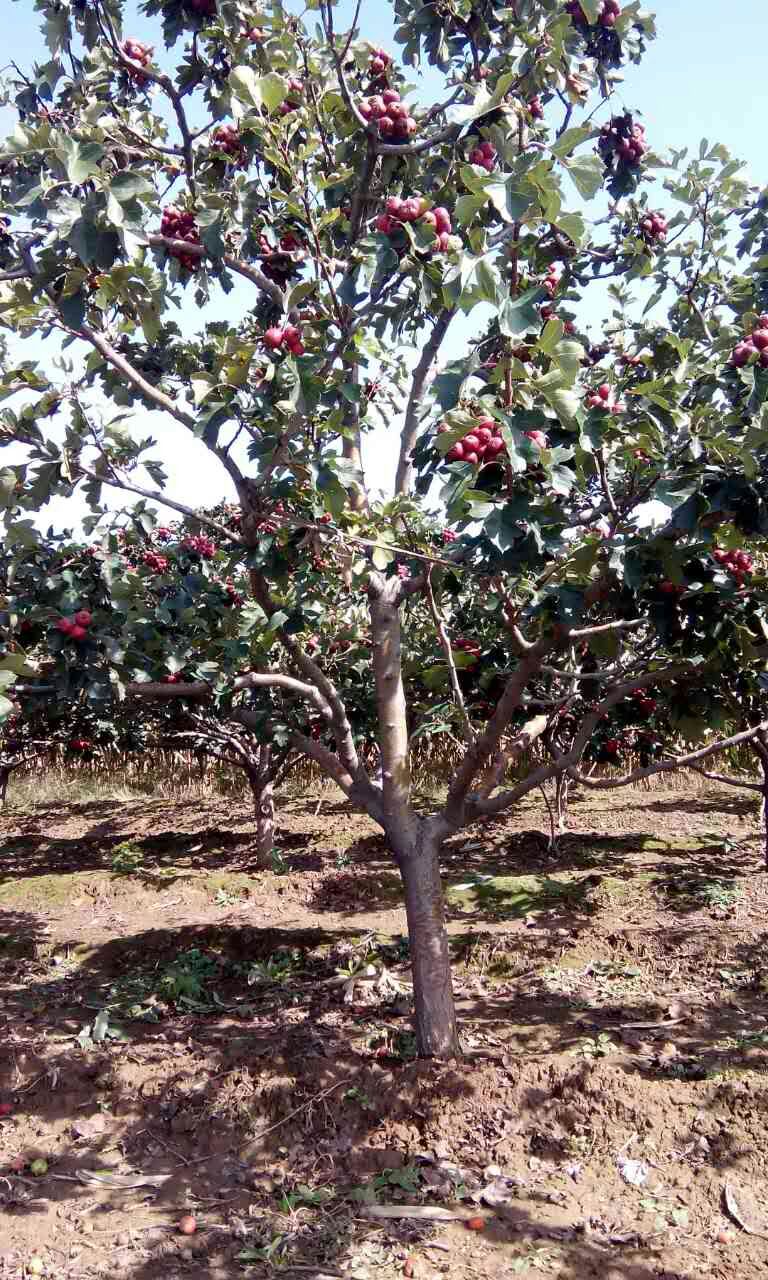 綠舟苗木基地出售8公分山楂樹，核桃樹 4公分山楂樹核桃樹棗樹櫻桃樹桃樹