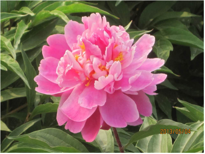 山東菏澤牡丹區(qū)觀牡丹花苗種植基地批發(fā)價格供應(yīng)菏澤觀賞牡丹花苗盆栽幼苗成苗