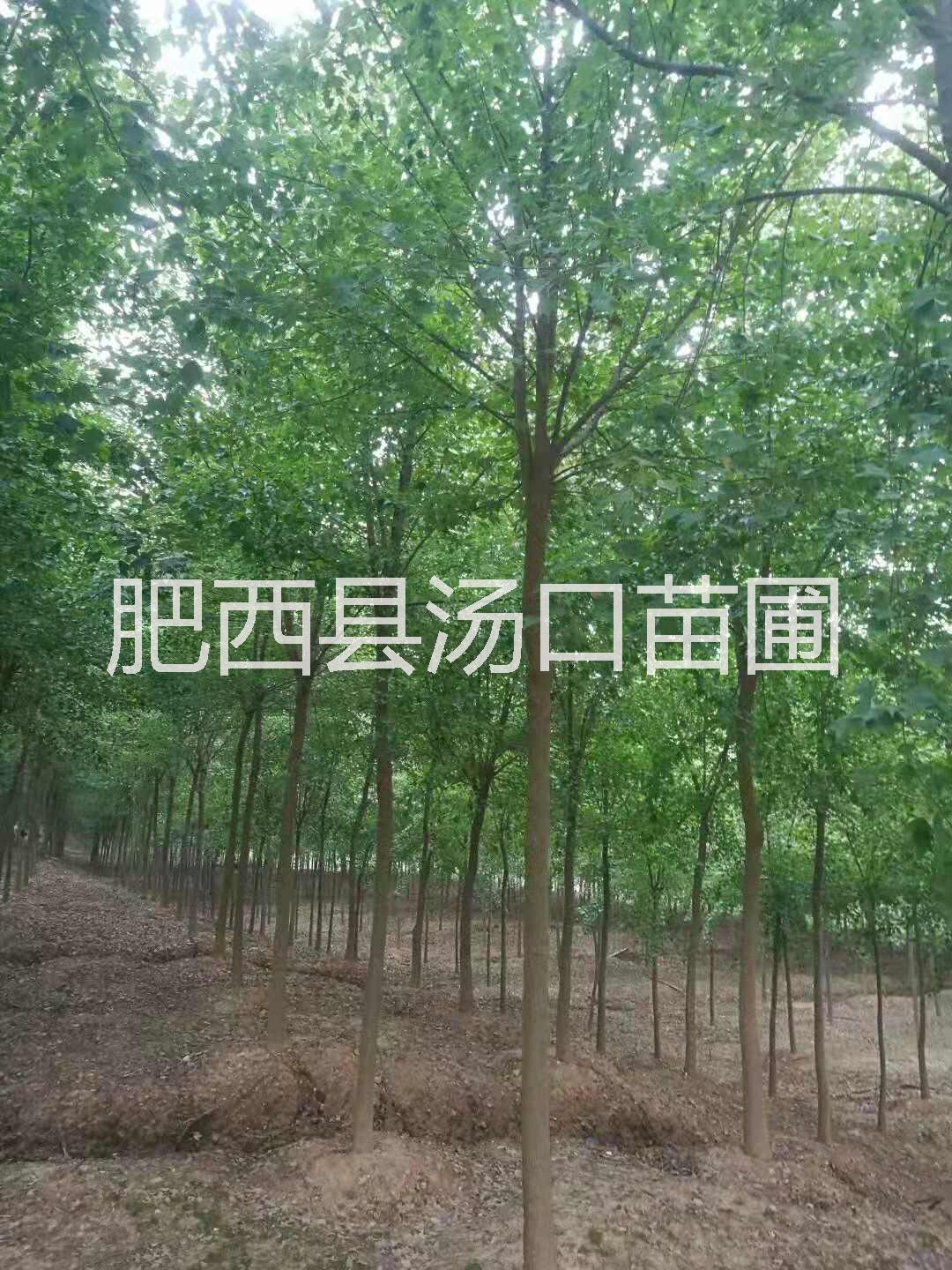 安徽10公分三角楓12公分三角楓價(jià)格15公分三角楓報(bào)價(jià)
