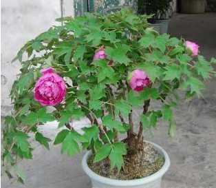 山東牡丹芍藥基地供應(yīng)菏澤牡丹花苗盆栽種植基地 山東牡丹芍藥基地批發(fā)電話