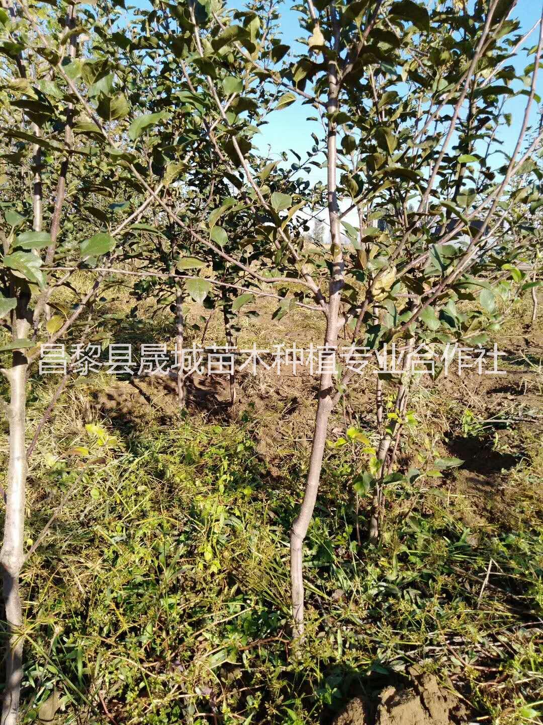 矮化蘋果苗，山西矮化蘋果苗基地直銷，山西成活率高矮化蘋果苗批發(fā)價(jià)
