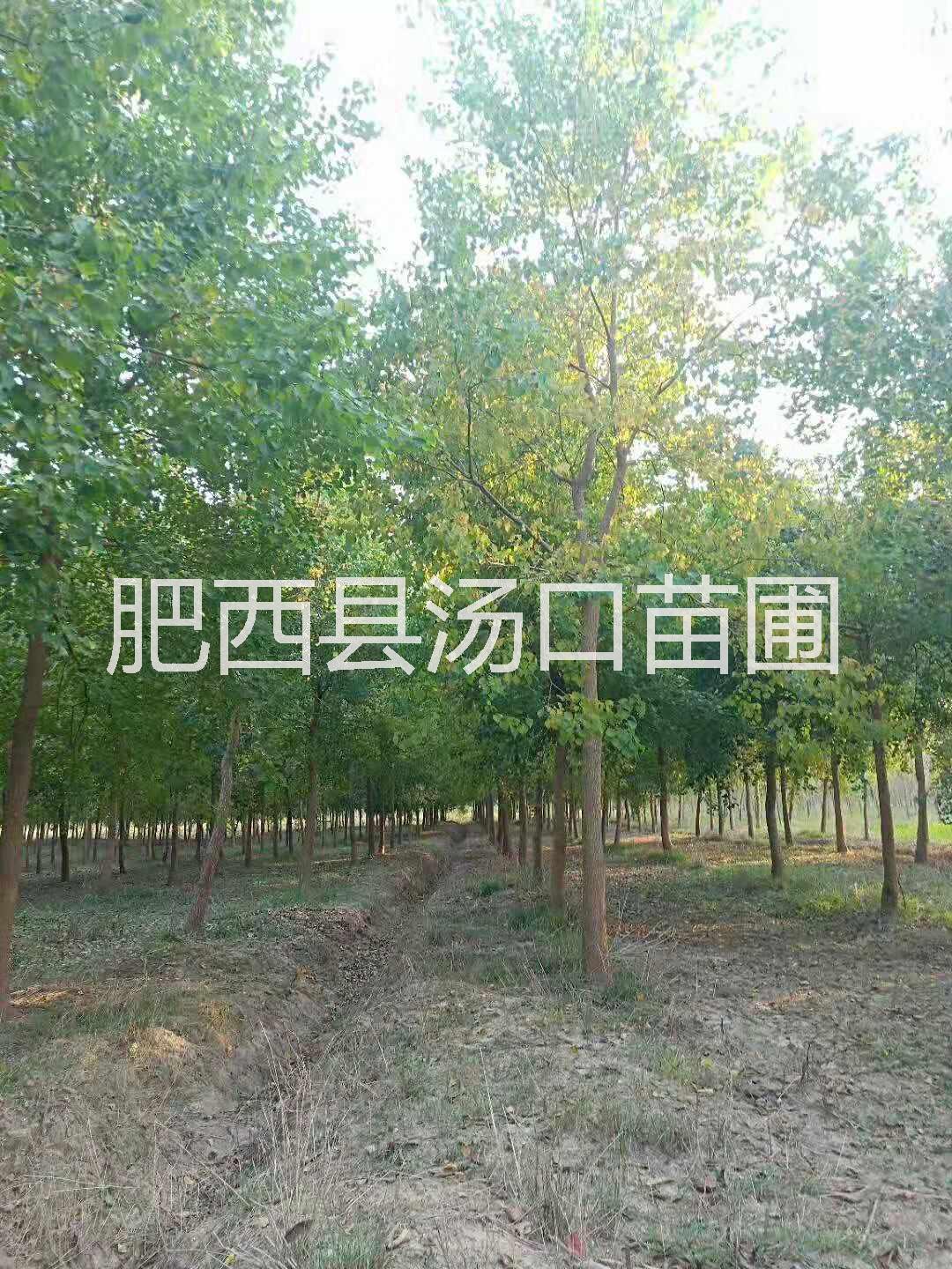 安徽10公分烏桕12公分烏桕價(jià)格15公分烏桕 全冠實(shí)生苗