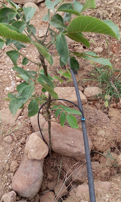 重慶果樹苗灌溉PE管價(jià)格，電磁閥