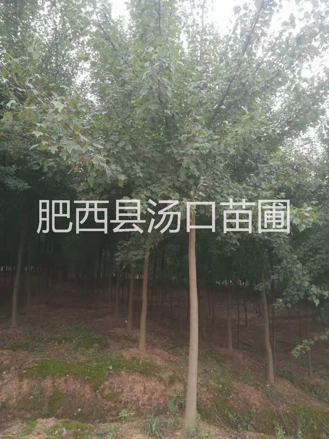 安徽10公分三角楓12公分三角楓價(jià)格15公分三角楓報(bào)價(jià)