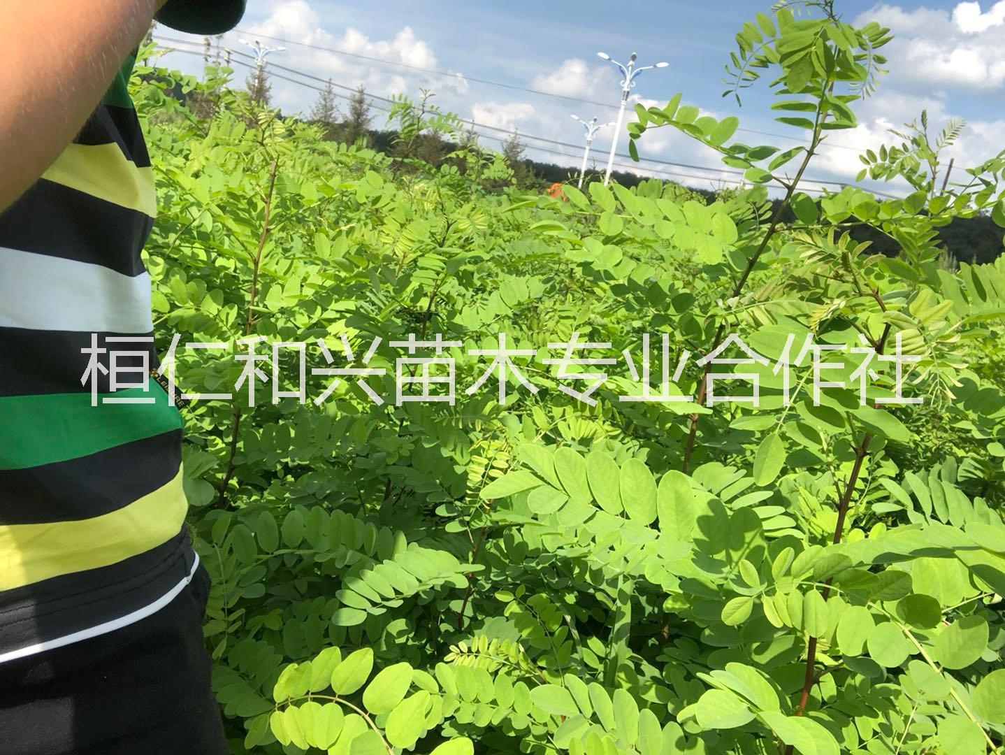 供應(yīng)刺槐苗遼寧刺槐苗遼寧刺槐小苗