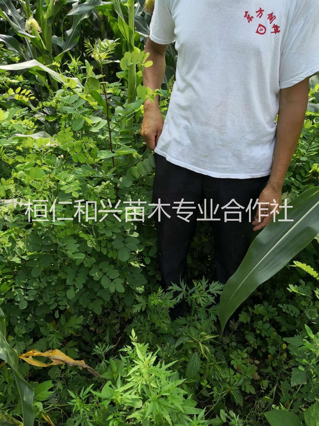 山西刺槐一年苗哪里買 遼寧桓仁和興苗木專業(yè)合作社供應(yīng)刺槐營養(yǎng)缽苗