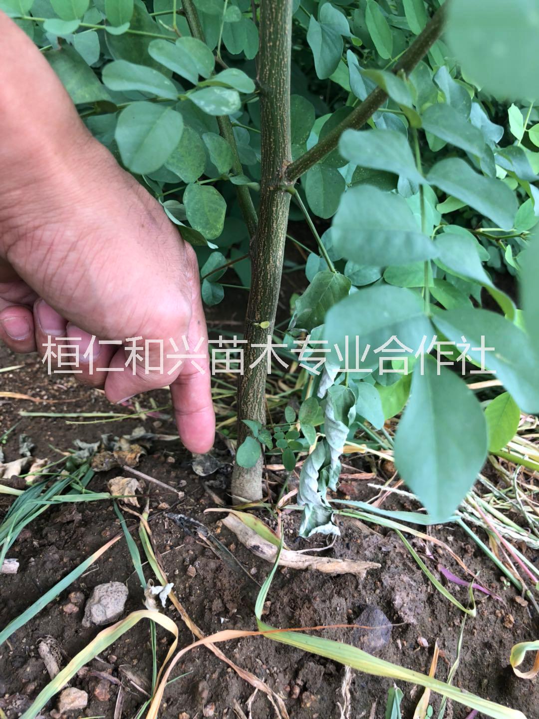 供應(yīng)刺槐苗遼寧刺槐苗遼寧刺槐小苗