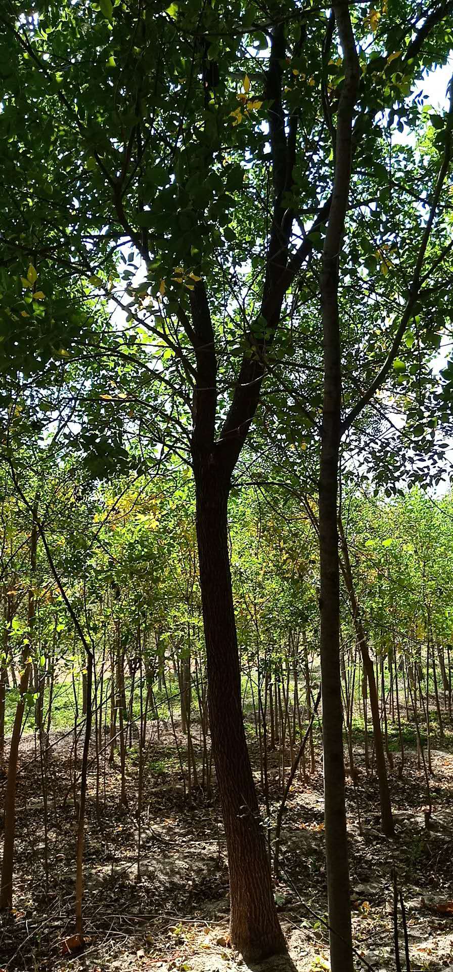 法桐樹種植方法 河北法桐樹批發(fā) 法桐樹苗基地