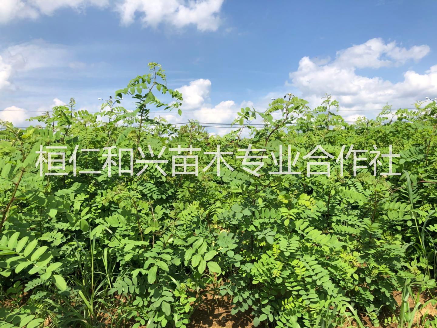 東北造型五角楓 遼寧叢生五角楓 本溪五角楓（1-5年帽，造型五角楓）叢生五角楓 造型五角楓 叢生五角楓