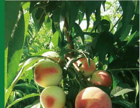 特早紅脆王，優(yōu)質(zhì)早熟桃，早熟桃新品種，早熟桃樹苗批發(fā)，早熟桃樹苗價(jià)格，好吃的早熟桃