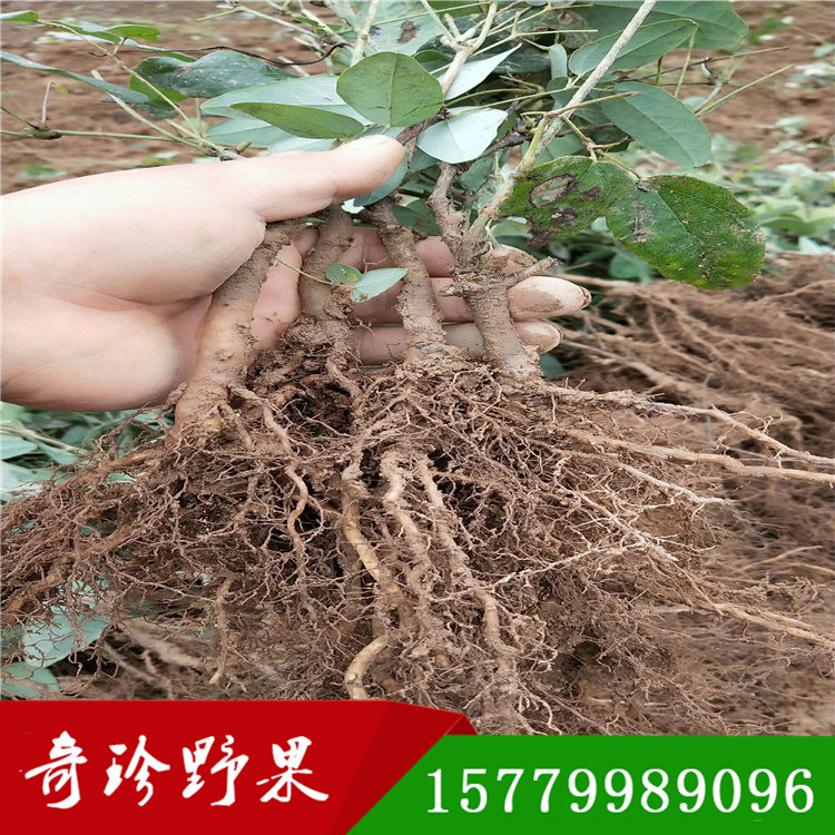 八月瓜種苗 八月炸苗江西奇珍野果農(nóng)業(yè)基地直發(fā)