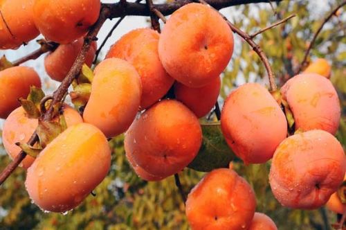 超級(jí)甜柿，柿子新品種，優(yōu)質(zhì)柿子樹(shù)苗，柿子樹(shù)苗新品種，好吃的超甜柿子