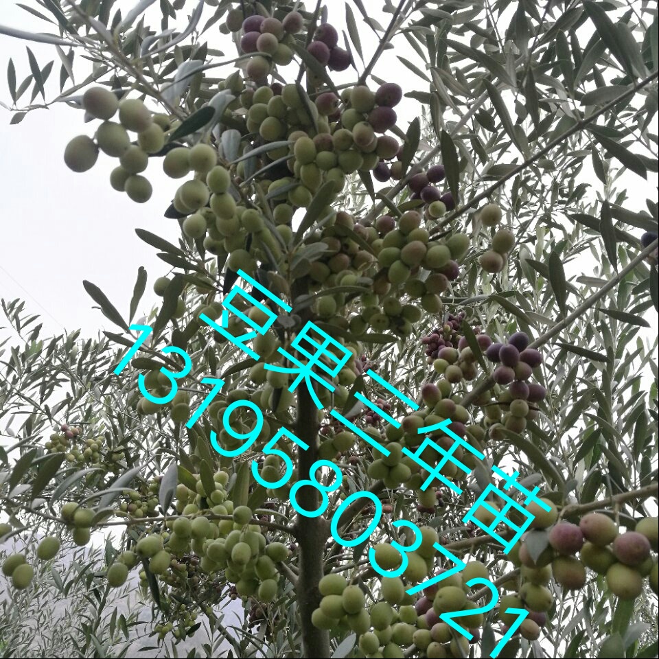 隴南油橄欖良種育苗基地