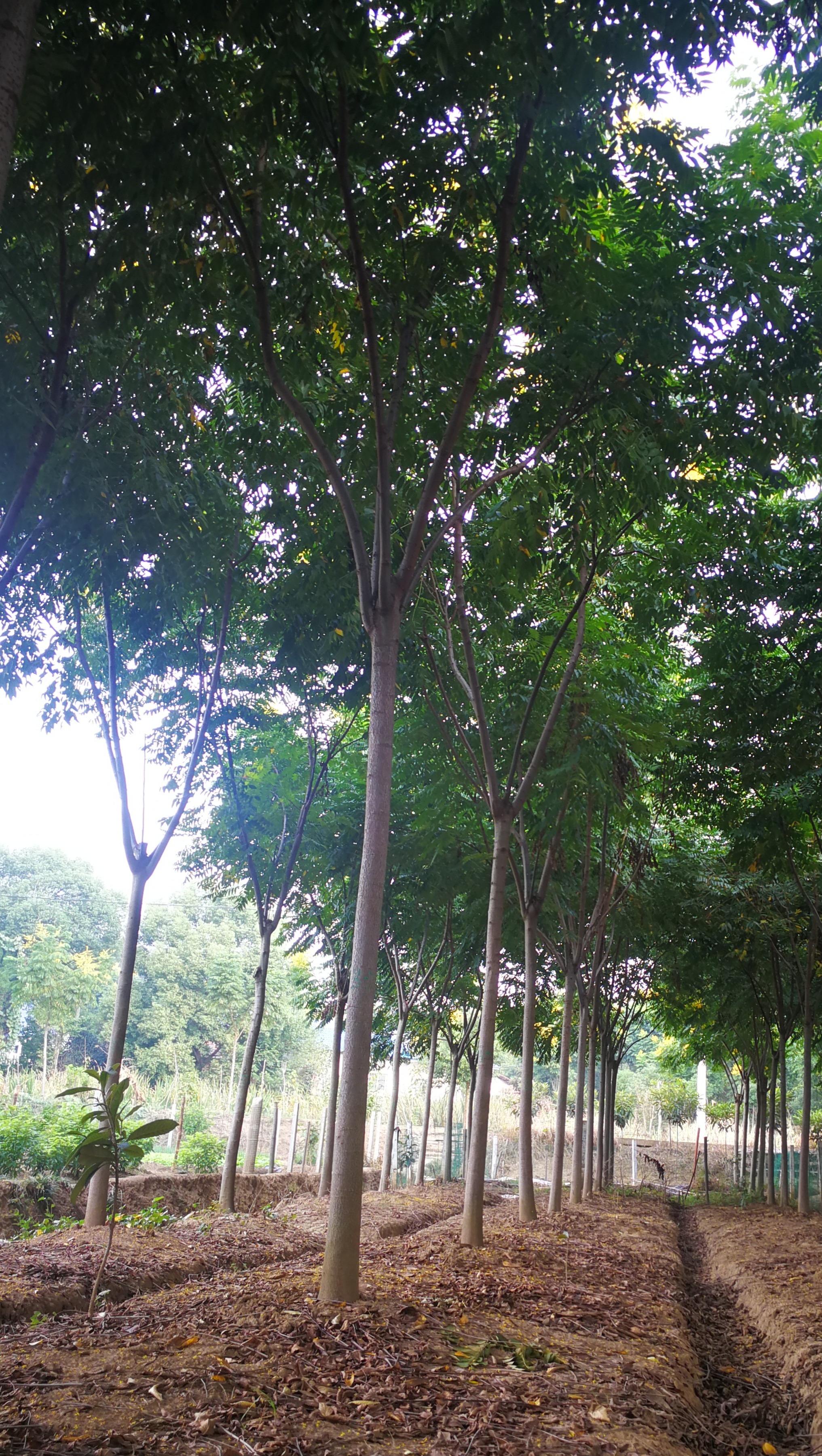 湖北欒樹價(jià)格