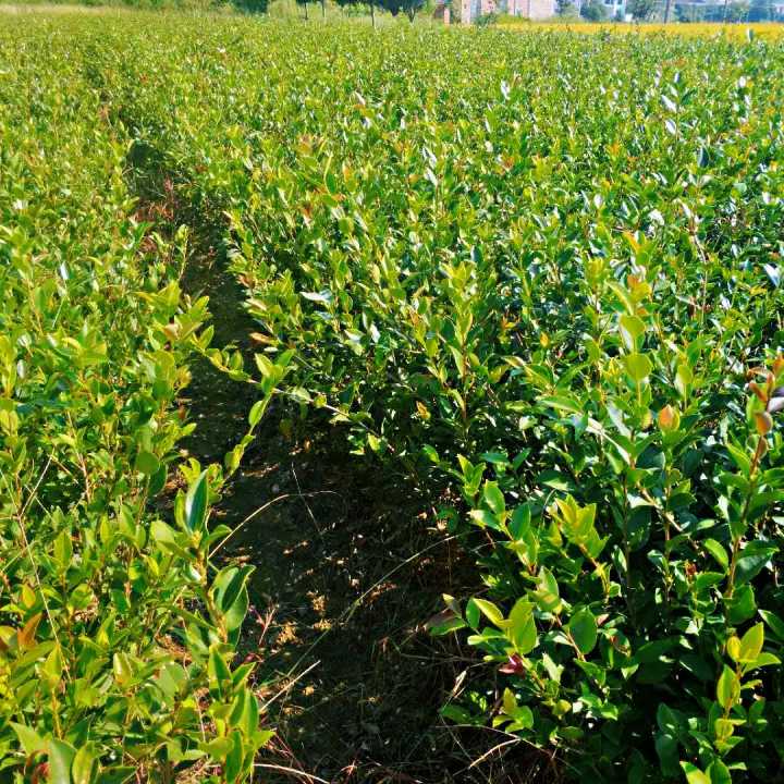湖南油茶苗基地 湖南油茶苗價(jià)格 湖南油茶苗直銷商