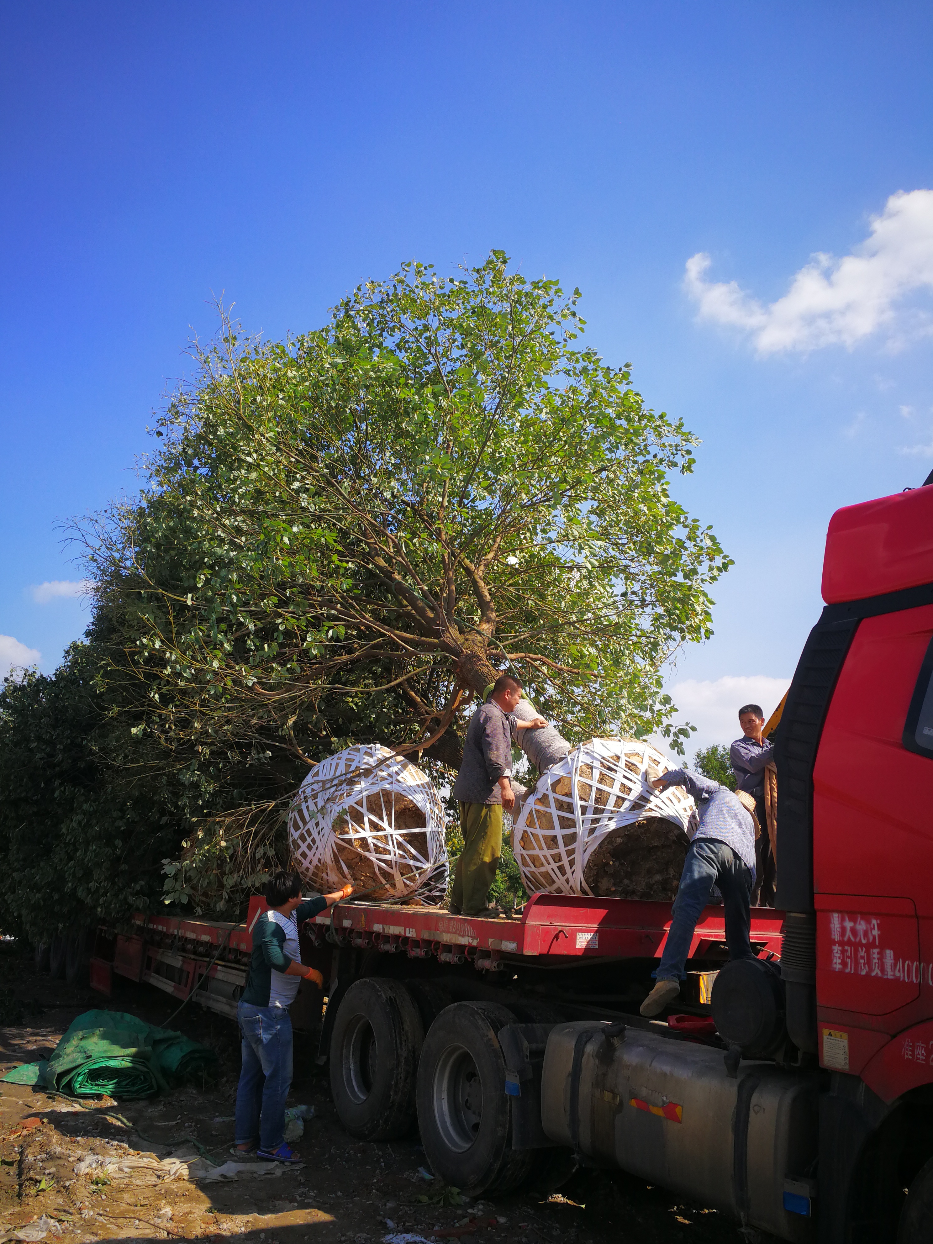 25公分全冠香樟荊州價格公道