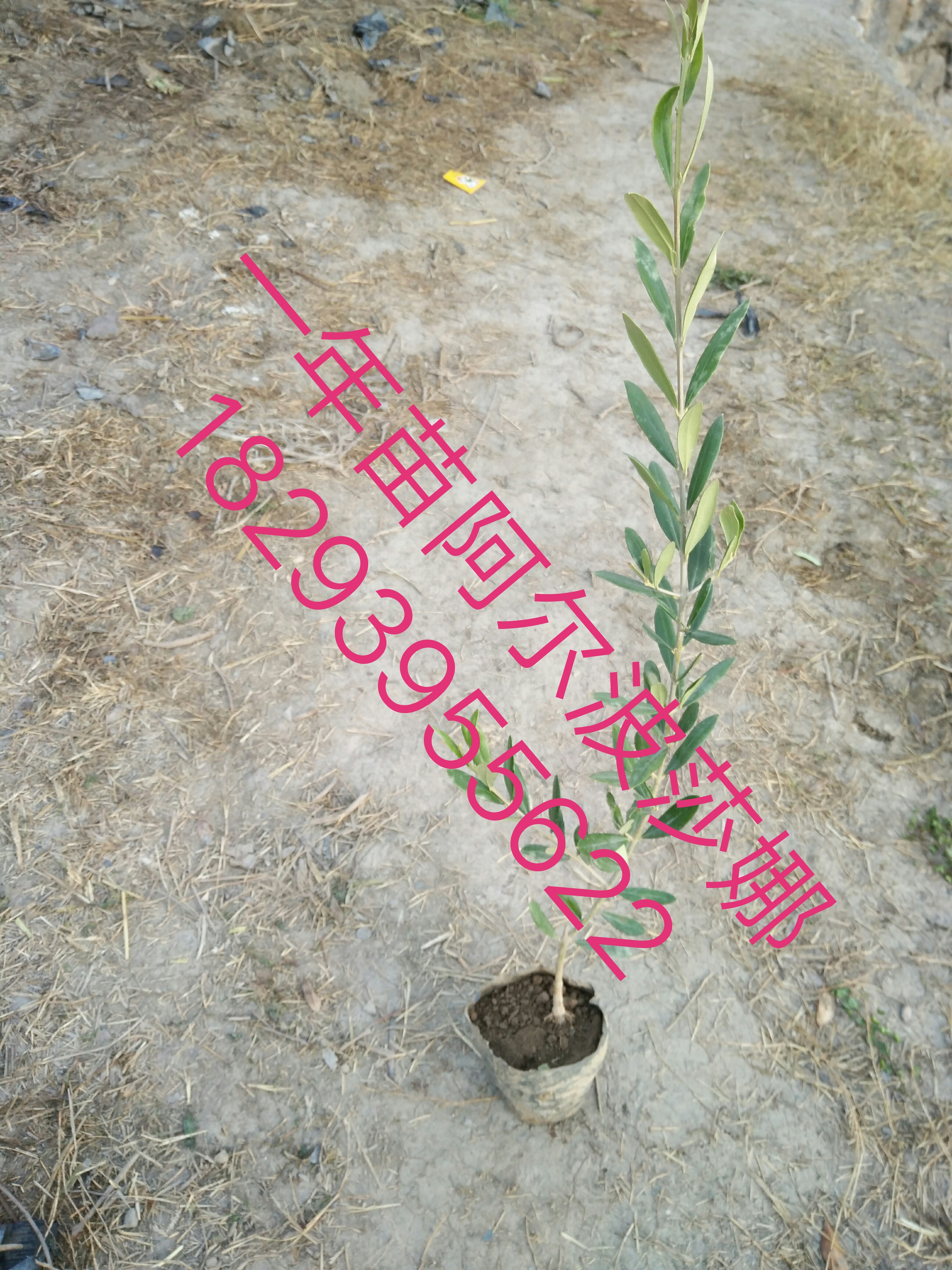 （武都油橄欖良種育苗基地）