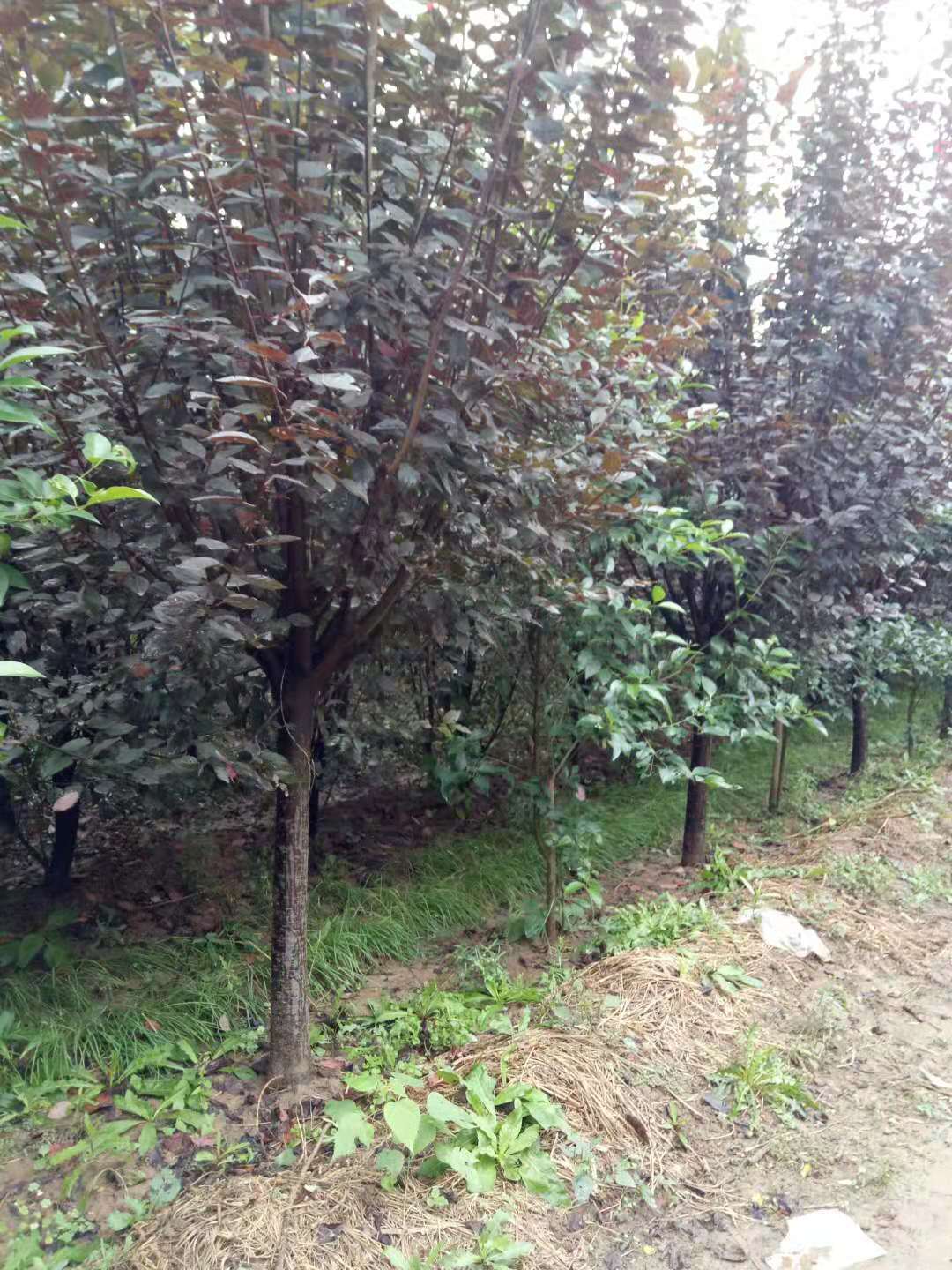 直銷紅葉李苗木、紅葉李、紅葉李苗、紅葉李廠家、紅葉李批發(fā)、紅葉李基地、紅葉李行情、紫葉李直銷、陜西紅葉李