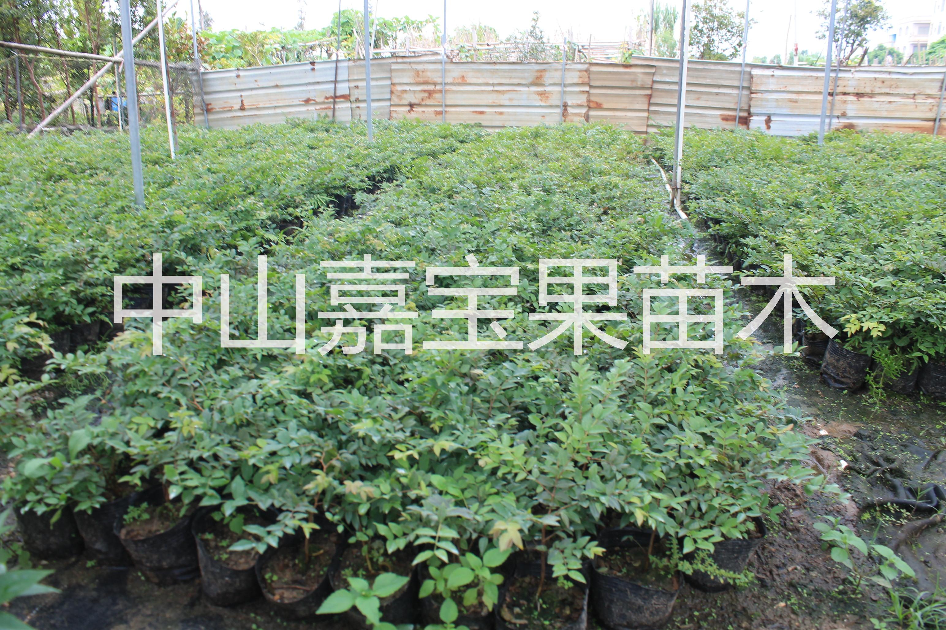 嘉寶果樹(shù)苗，廣東嘉寶果苗供應(yīng)商、沙巴嘉寶果苗哪里有賣(mài)，樹(shù)葡萄種植技術(shù)培訓(xùn)