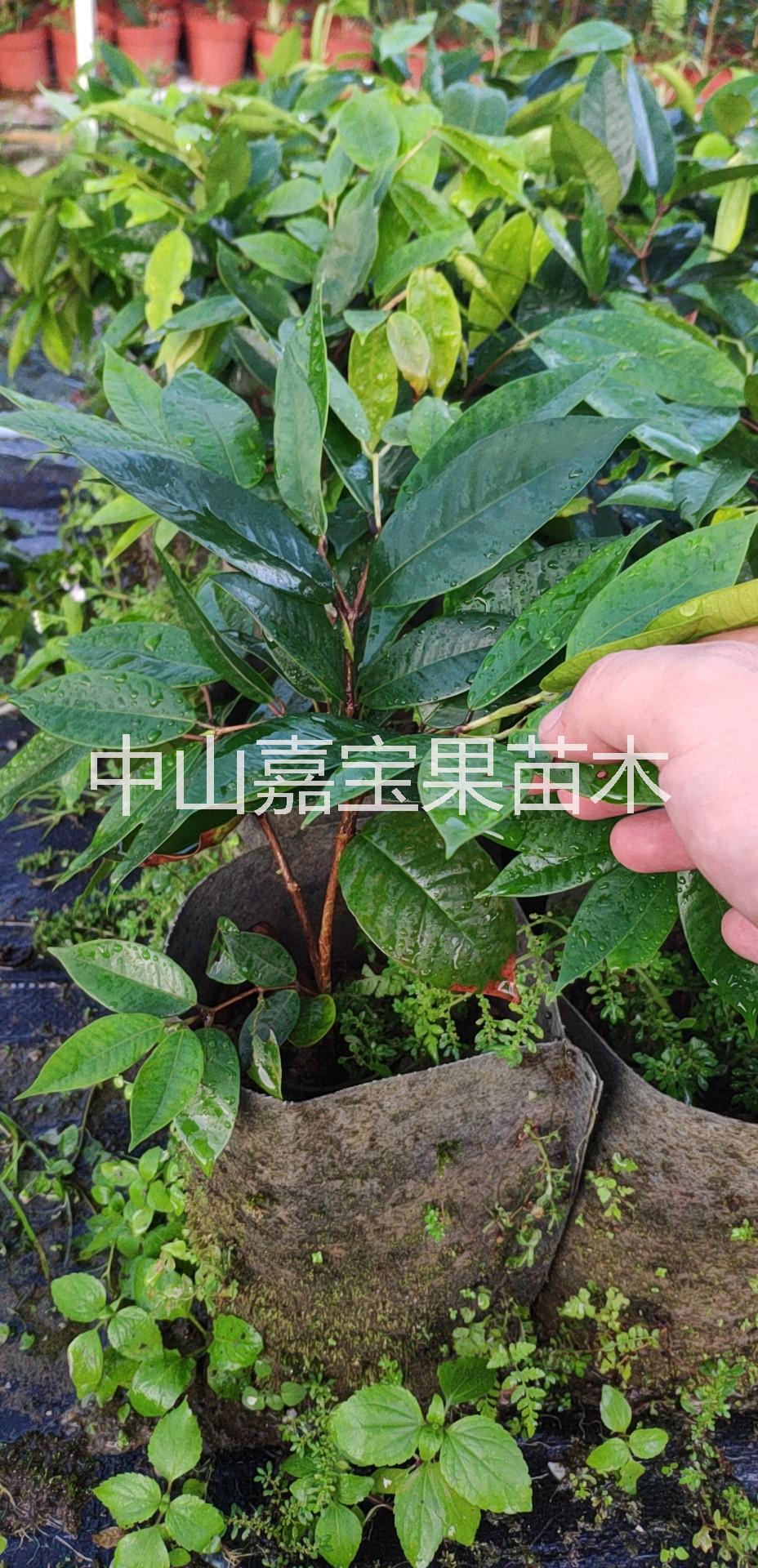 嘉寶果樹(shù)苗，廣東嘉寶果苗供應(yīng)商、沙巴嘉寶果苗哪里有賣(mài)，樹(shù)葡萄種植技術(shù)培訓(xùn)