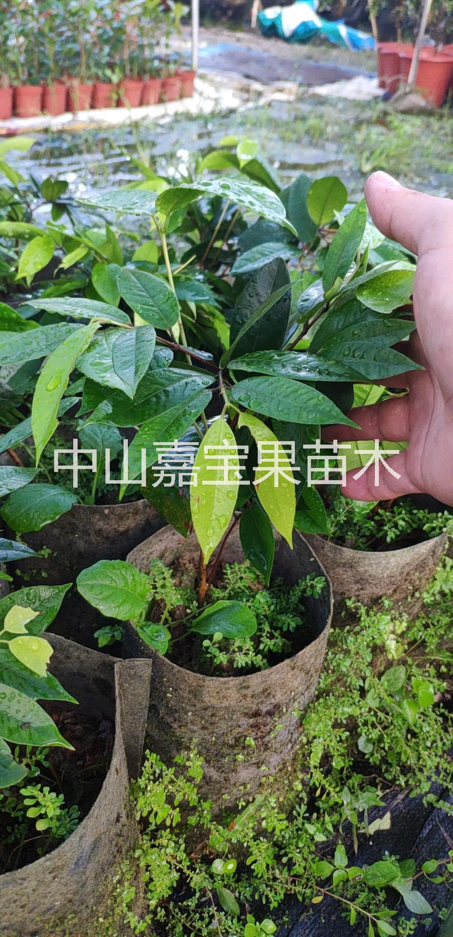 嘉寶果樹(shù)苗，廣東嘉寶果苗供應(yīng)商、沙巴嘉寶果苗哪里有賣(mài)，樹(shù)葡萄種植技術(shù)培訓(xùn)