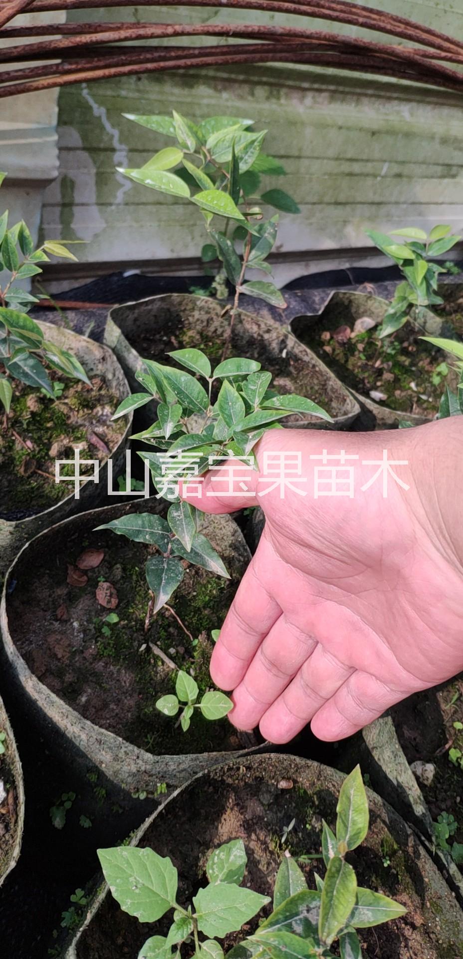 艾斯卡嘉寶果 艾斯卡