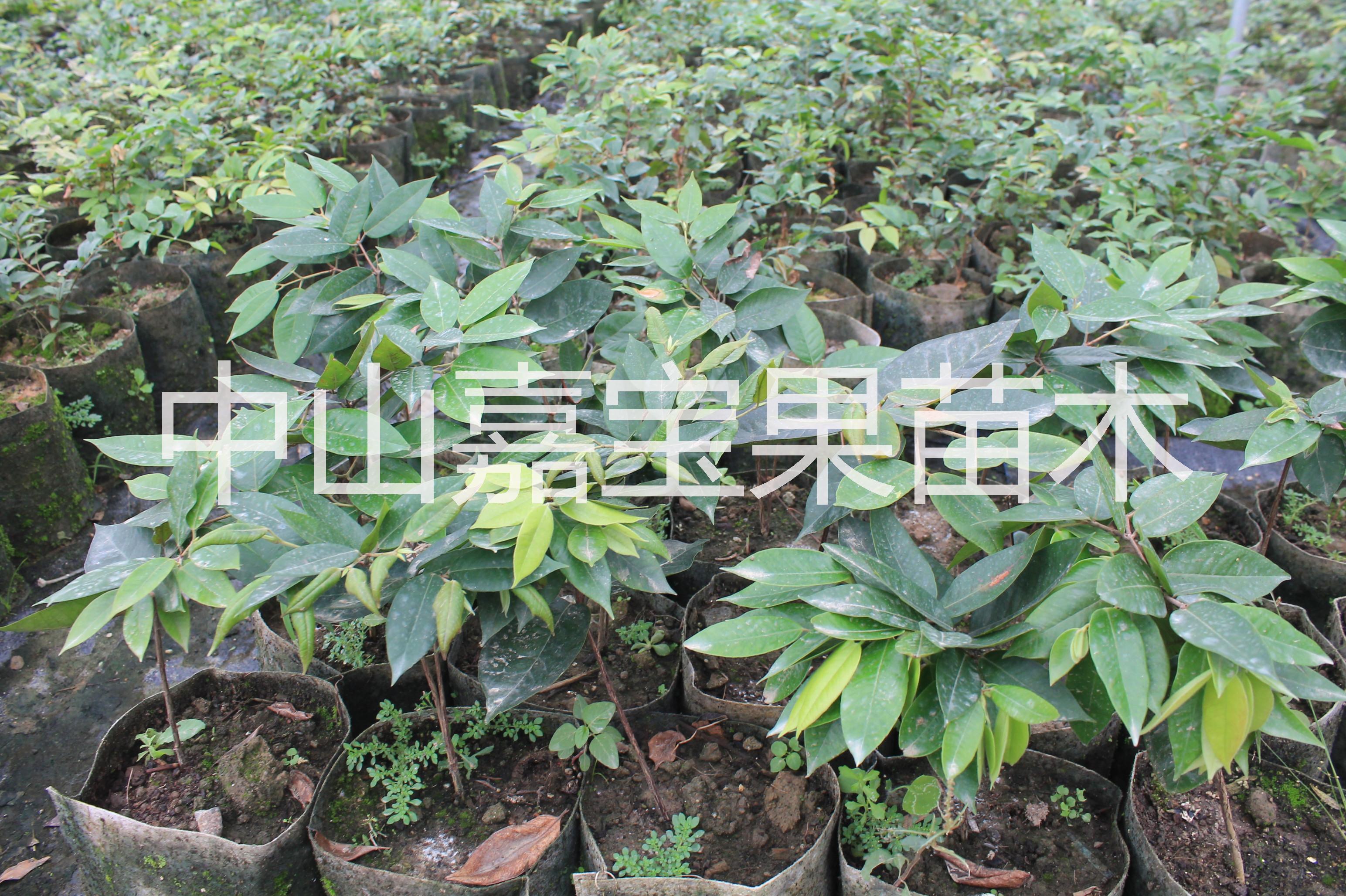 肯布卡嘉寶果 肯布卡