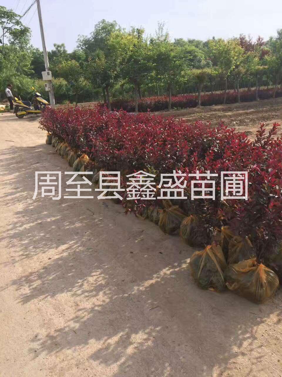 直銷西安紫葉矮櫻 陜西紫葉矮櫻價(jià)格 西安紫葉矮櫻批發(fā)價(jià)