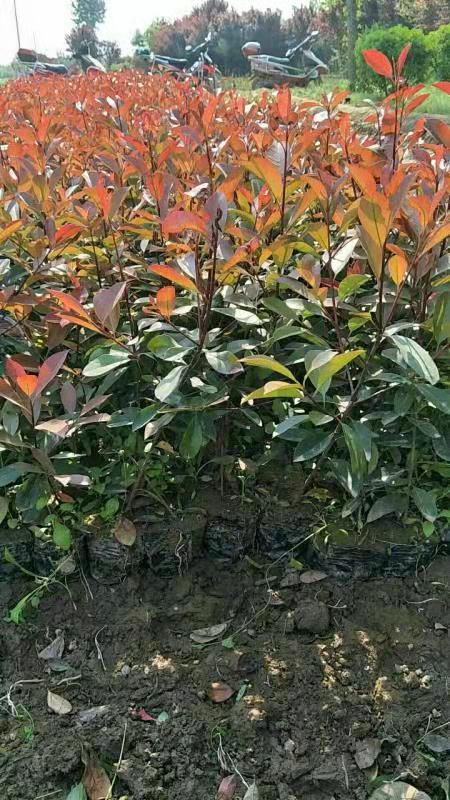 紅葉石楠、直銷紅葉石楠、紅葉石楠苗木、陜西紅葉石楠批發(fā)、紅葉石楠廠家、紅葉石楠精球、紅葉石楠哪家好、紅葉石楠價(jià)格