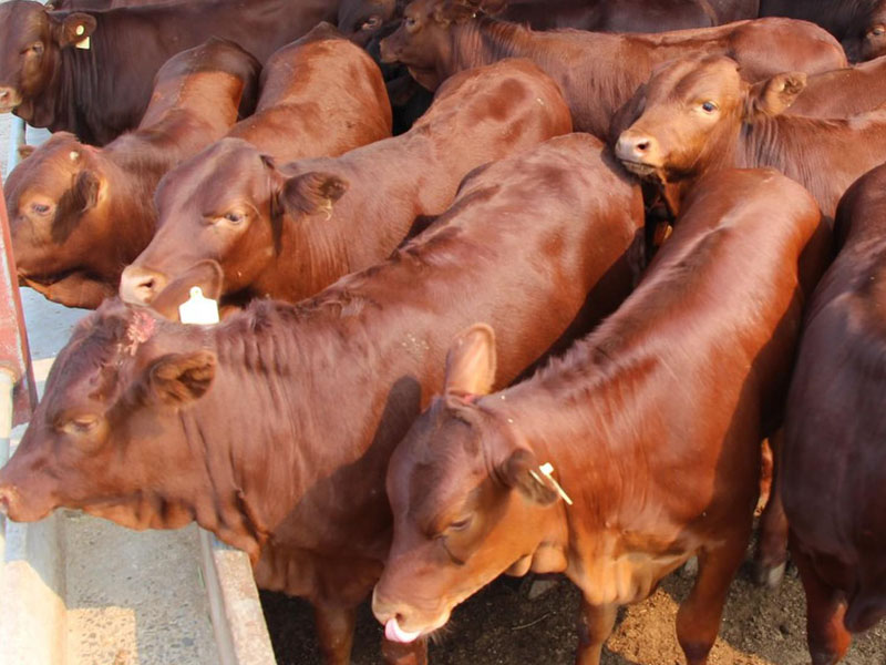 山東提供魯西黃牛 萊蕪提供魯西黃嗎  煙臺是否有魯西黃牛