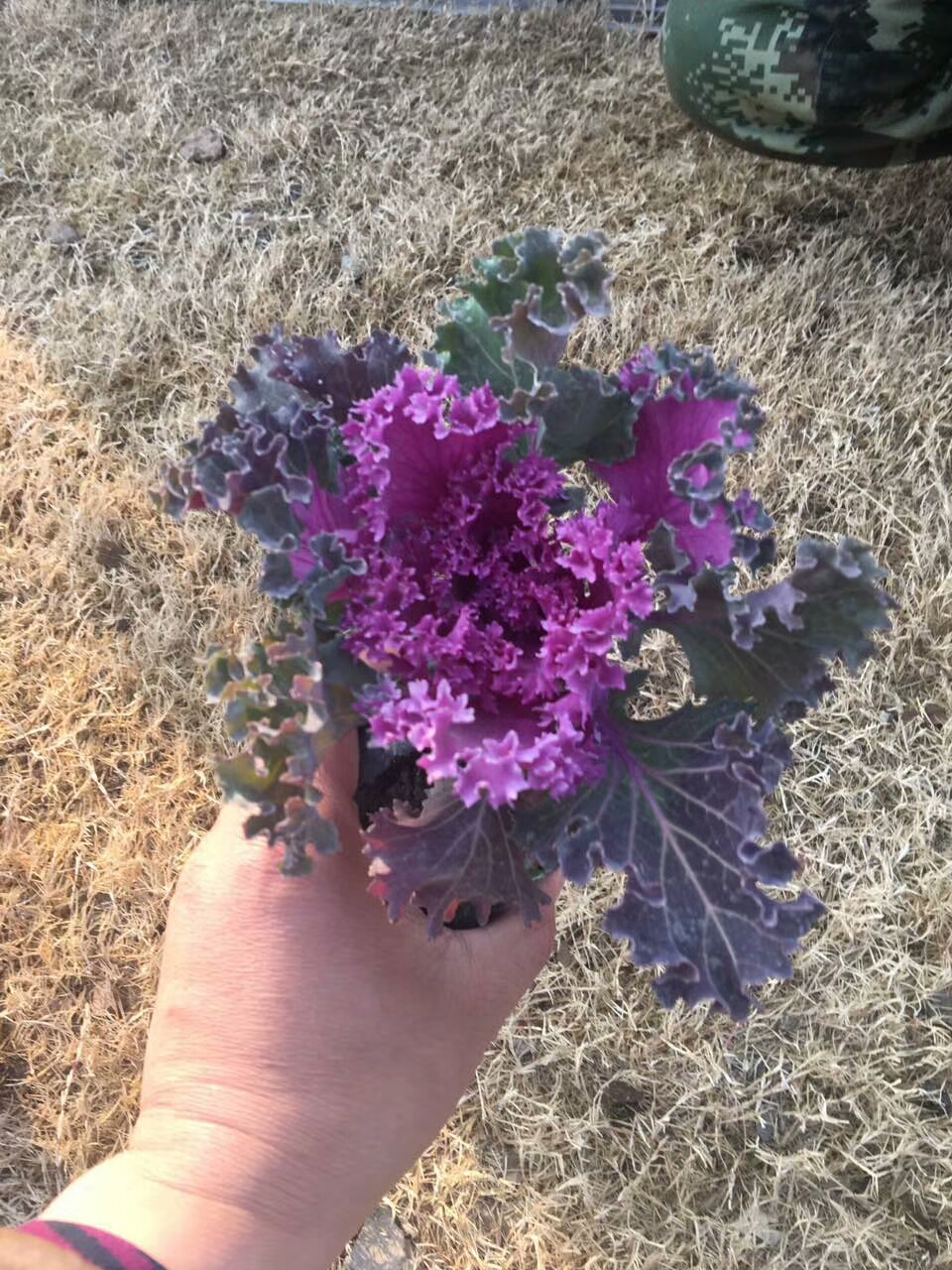 羽衣 羽衣甘藍出售羽衣甘藍供應