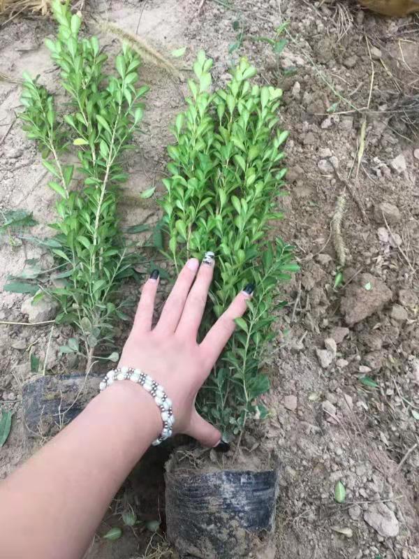 黃楊、黃楊批發(fā)、黃楊苗、黃楊廠家、黃楊批發(fā)、直銷高山黃楊、高山黃楊哪家好、黃楊供應(yīng)商、黃楊供應(yīng)廠家