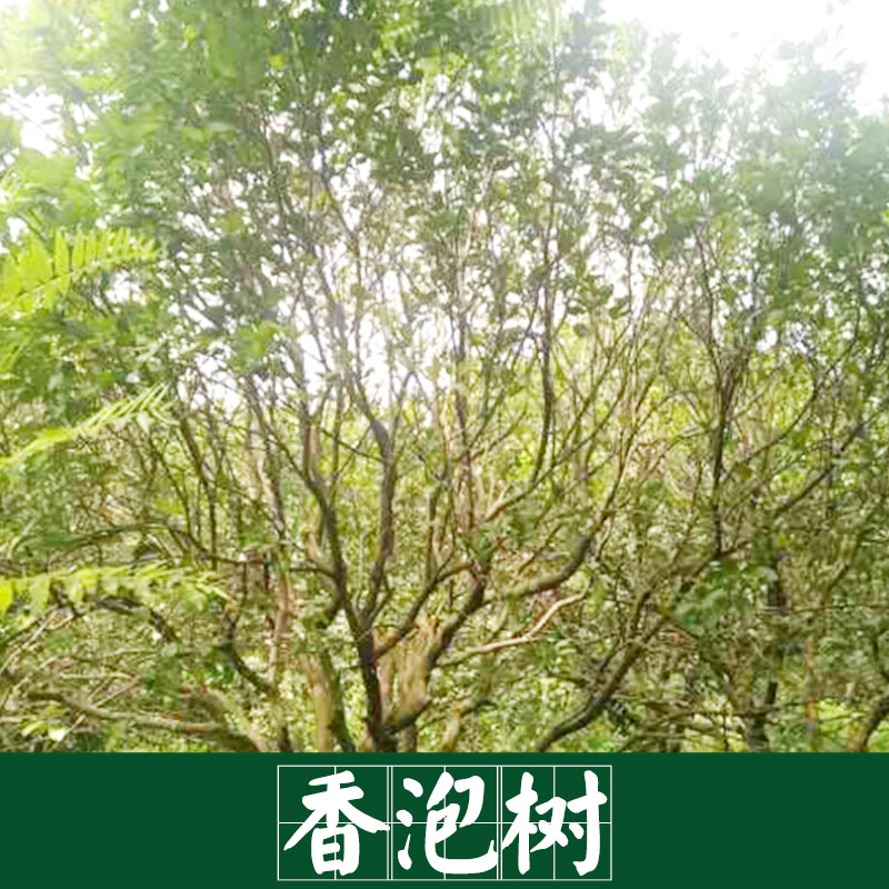 廠家直銷 供應(yīng) 香泡樹(shù)  景觀園林樹(shù)木 廠家直銷 服務(wù)好 運(yùn)輸有保障 香泡樹(shù)