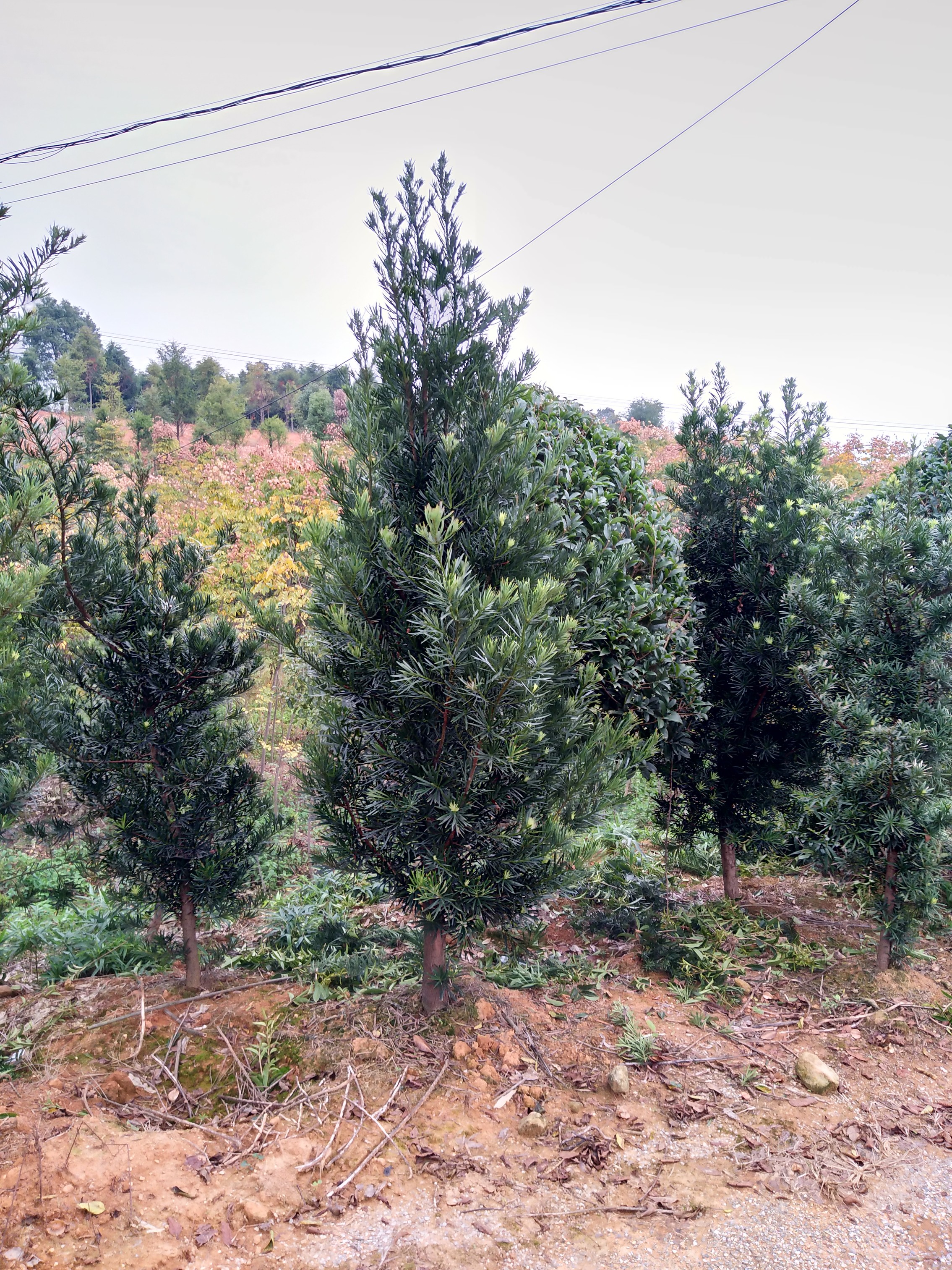 羅漢松批發(fā)