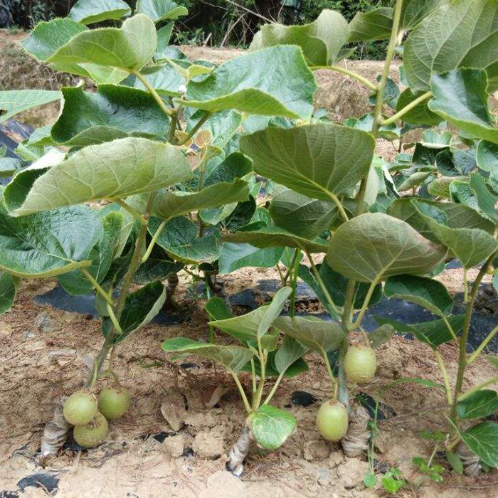 四川蒼溪紅心獼猴桃樹(shù)苗