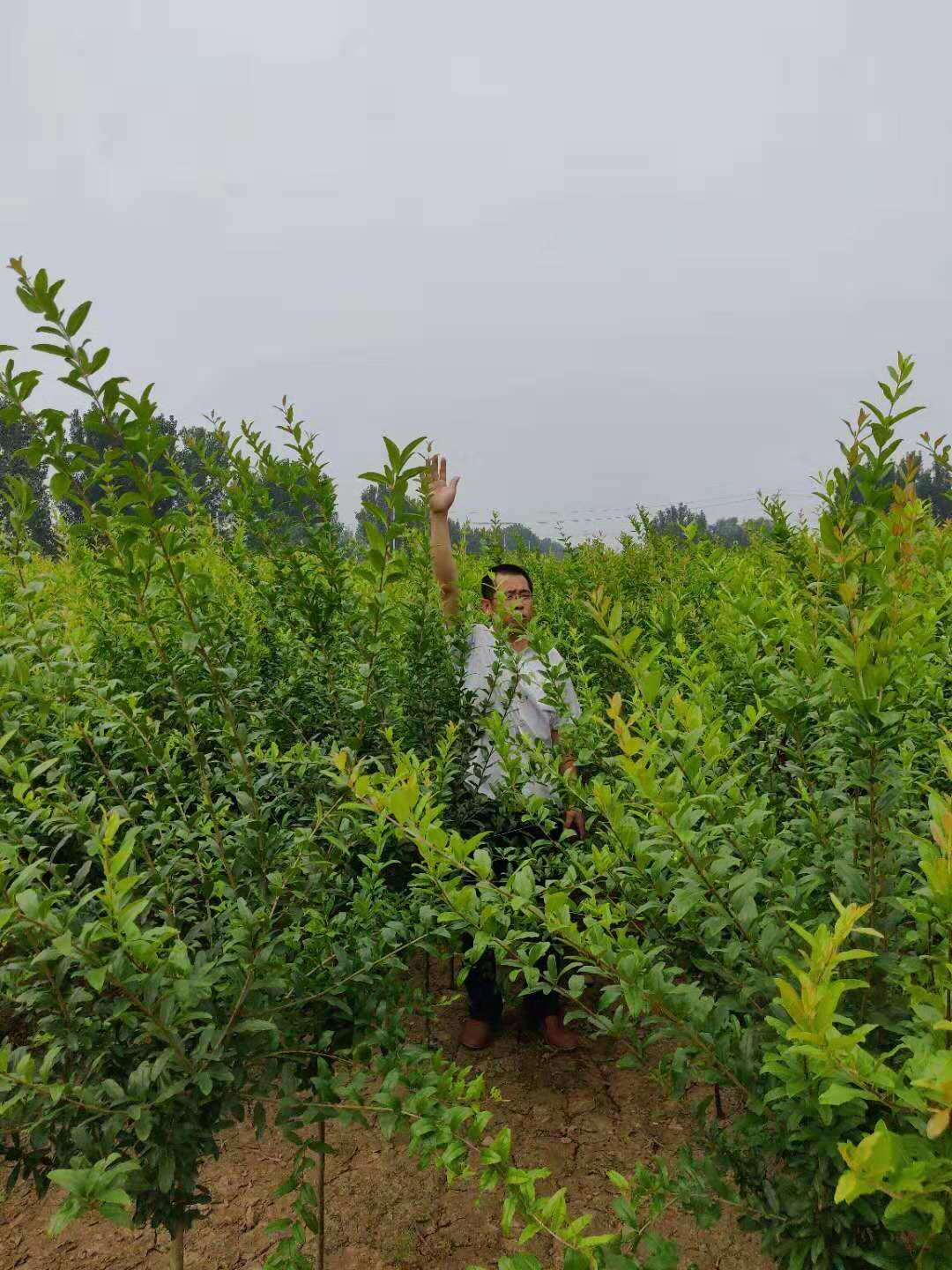 易成活量大 供應商批發(fā)價格 泰安8公分石榴苗 高質量石榴樹采購報價