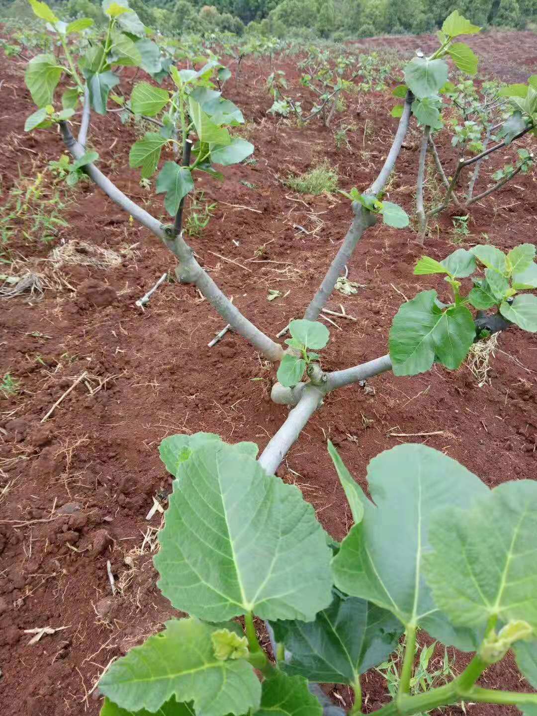 泰安無花果苗基地 高質(zhì)量無花果苗培植 無花果苗廠家批發(fā)價格  無花果樹苗經(jīng)銷商供應(yīng)商