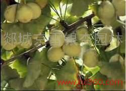 銀杏果仁 山東銀杏果仁批發(fā) 銀杏果仁廠家 銀杏果仁廠家直銷 銀杏果仁批發(fā)報(bào)價(jià) 銀杏果仁廠家批發(fā) 苗木哪家好