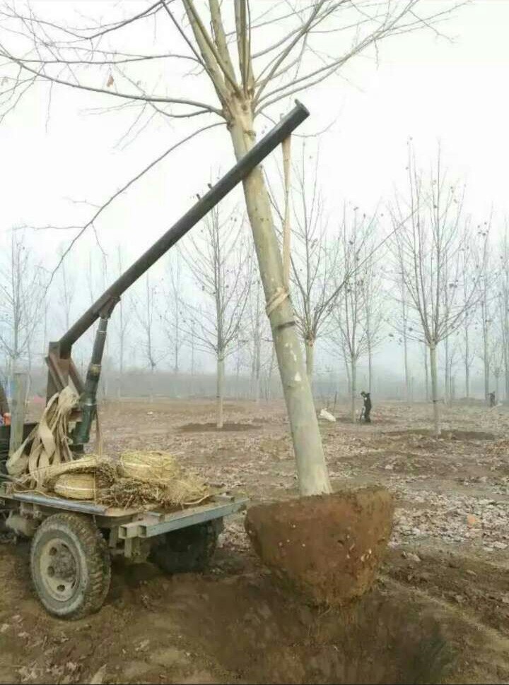 法桐 法桐供應(yīng)商 法桐苗木 法桐苗木哪家好 郯城法桐供應(yīng) 山東法桐批發(fā) 法桐廠家 法桐廠家直銷 法桐廠家批發(fā)