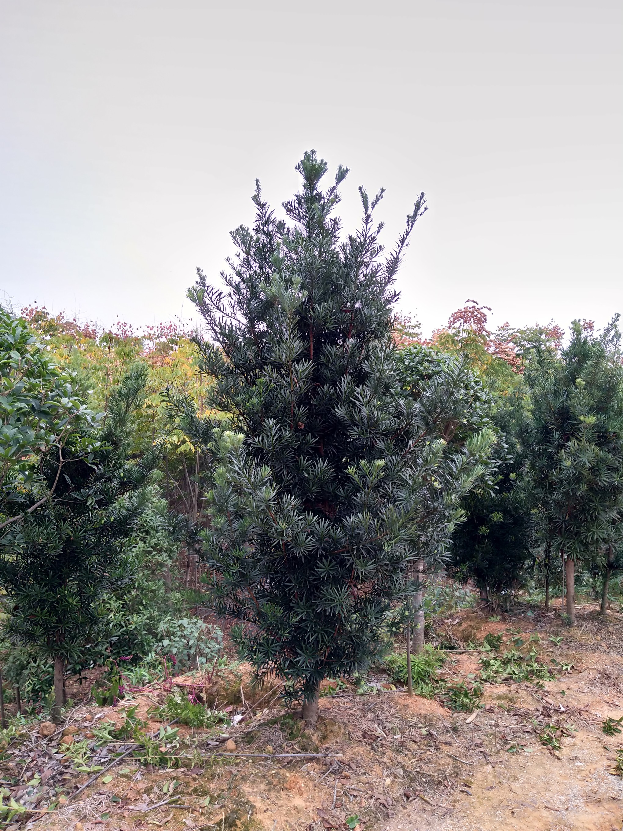 羅漢松批發(fā)