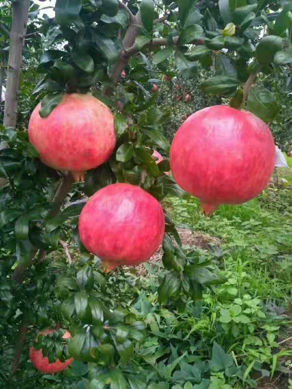 易成活量大 供應商批發(fā)價格 泰安8公分石榴苗 高質量石榴樹采購報價