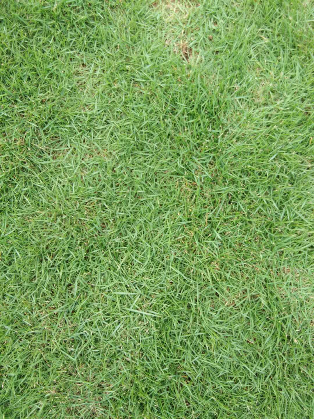 廣州亮仔草種植基地、廣州亮仔草價(jià)格供應(yīng)商