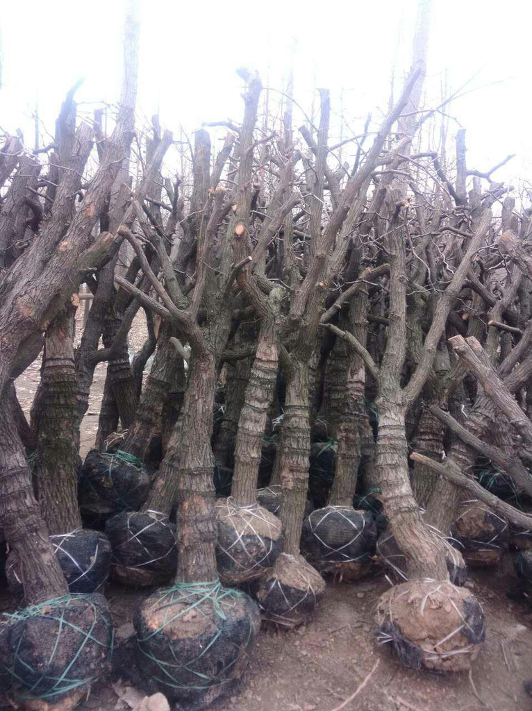 銀杏茶葉 銀杏茶葉供應(yīng)商 郯城銀杏茶葉供應(yīng) 銀杏茶葉廠家直銷 銀杏茶葉批發(fā)報(bào)價(jià) 銀杏茶葉廠家 銀杏茶葉廠家批發(fā)