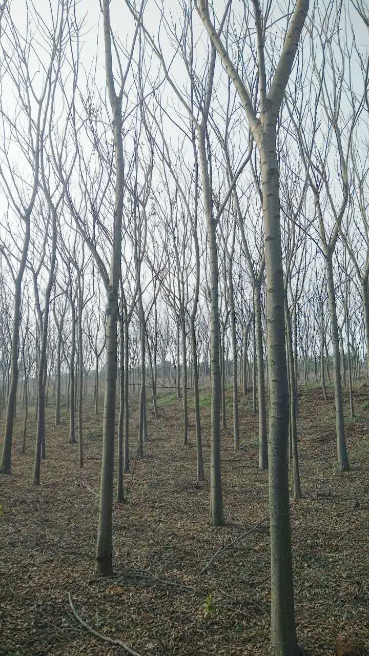 湖北欒樹價(jià)格